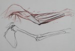 l_anatomy3