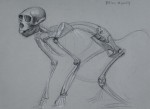 l_anatomy4