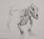 l_anatomy5