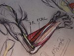 Porcu Forearm